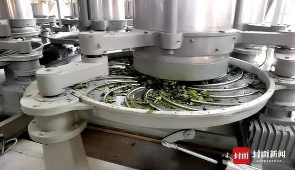 茶香四溢 邹岁银的茶叶加工新篇章