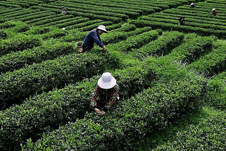 茶叶有品牌吗?青岛瑞新茶业告诉你什么是优质的茶叶