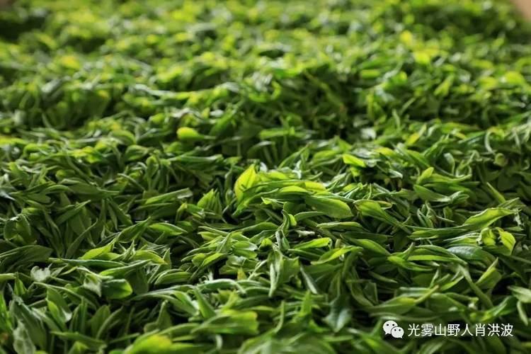 南江元顶:体验加工茶叶流程