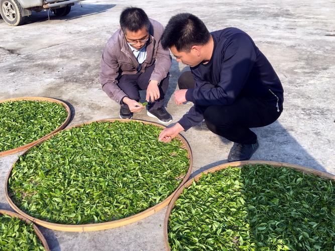 茶叶所科技人员赴福安市开展乌龙茶加工技术服务